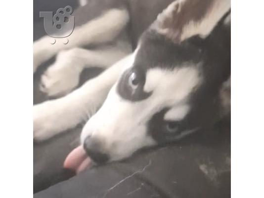 Καθαρόαιμο σιβηρικό χάσκυ κουτάβι - Pure-bred siberian husky puppy...